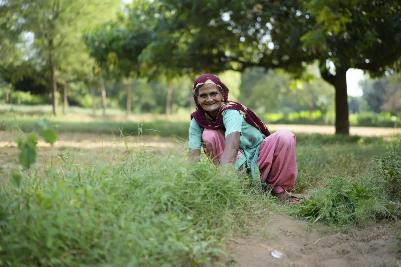 Razia squatting in long grass under the trees, gathering fodder for her buffaloes. Smiling, in pink and turquoise.