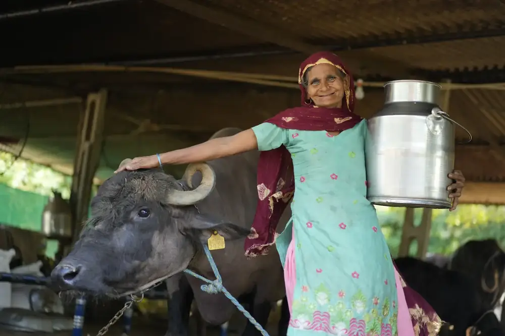 Razia standing alongside one of her buffaloes, holding a stainless steel milk can. She wears a turquoise dress with pink flowers and a maroon dupatta.