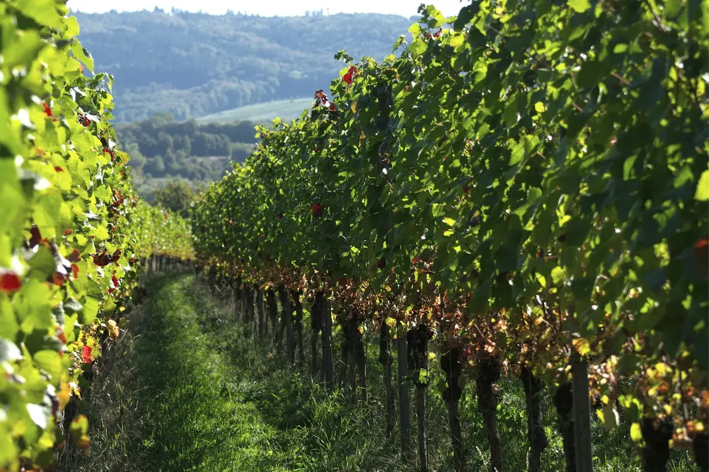 A grass row between grapevines running towards wooded hills, the distance a winery network has to cover